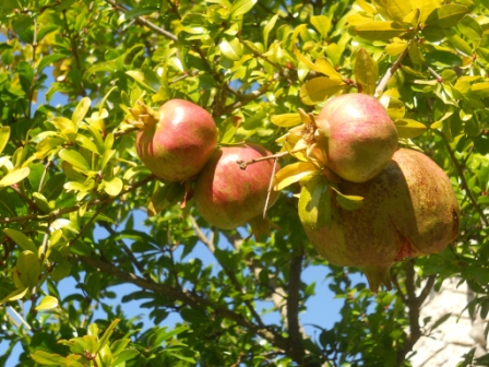Melograno -Pomegranate